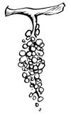 julien mathon raisin gamay