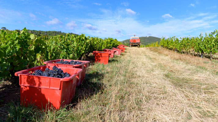 Julien Mathon Vigneron en Beaujolais Bio