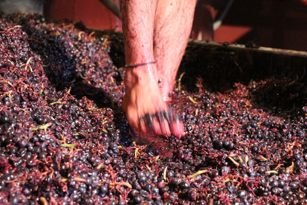 Julien Mathon Vigneron en Beaujolais Bio
