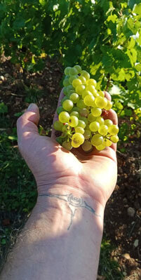 Julien Mathon Vigneron en Beaujolais Bio