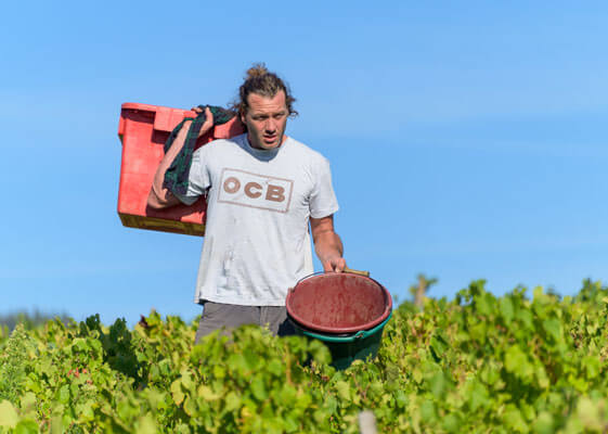 Julien Mathon Vigneron en Beaujolais Bio