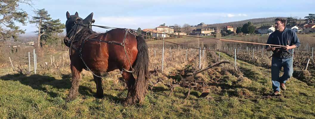 Julien Mathon Vigneron en Beaujolais Bio
