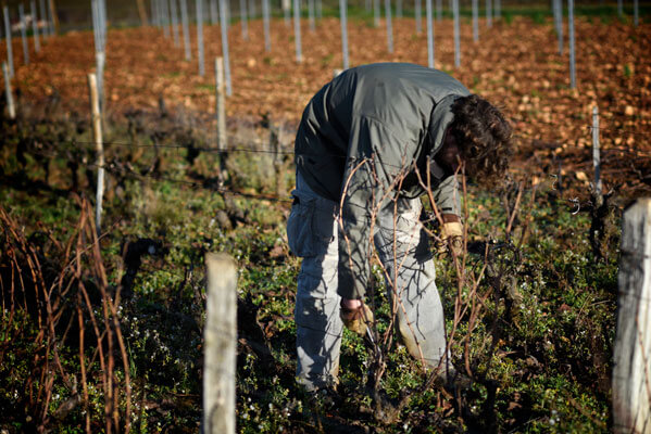 Julien Mathon Vigneron en Beaujolais Bio