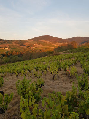 Julien Mathon Vigneron en Beaujolais Bio