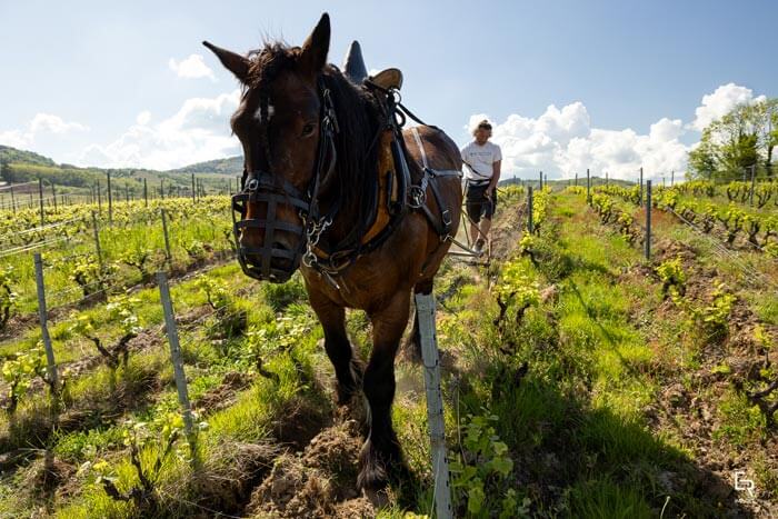 debutage de la vigne au cheval par Julien Mathon
