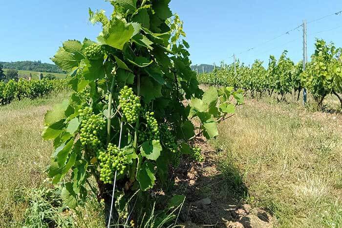vignes de Julien Mathon en Beaujolais